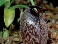 探秘神奇食肉植物的奥秘（了解其分类、生态环境、生长习性及进化历程）