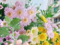 菊花的生长条件（晒太阳是菊花成长的必要条件）