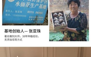 水仙花种球发黑的原因及处理方法（水仙花种球发黑的危害和保养技巧）
