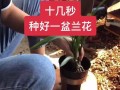 新上盆的兰花如何施肥？（掌握正确的施肥方法，兰花定能茁壮成长）