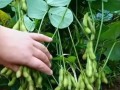 毛豆种植全攻略（时间、方法、技巧全解析，助你成功种出丰收的毛豆）