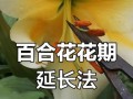 百合花的花期究竟有多长时间？（探寻百合花的开花规律与花期时间表）