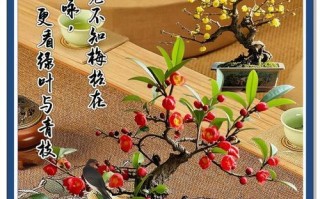 腊梅盆栽的肥养之道（选择合适的肥料，让腊梅健康茁壮）