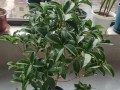盆栽桂花换盆时间剖析（掌握这一，让你的桂花常青常美）