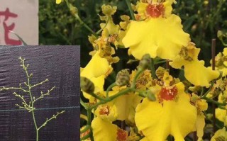 跳舞兰开花后的护理与管理（了解跳舞兰的生长周期与适宜环境，为其提供合适的养护和管理）
