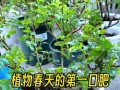 养花施肥的正确方法（掌握施肥时间和选择合适的肥料，让花草茁壮成长）