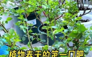 养花施肥的正确方法（掌握施肥时间和选择合适的肥料，让花草茁壮成长）