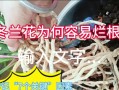 治疗兰花烂根的有效方法（针对兰花烂根病症的细致调理，保证兰花生长健康）