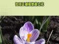 番红花种植指南（合适的种植月份、注意事项与生长环境）