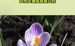 番红花种植指南（合适的种植月份、注意事项与生长环境）