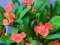 铁海棠一年开花次数及相关知识（探秘铁海棠的花期与繁殖方式）