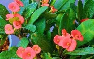 铁海棠一年开花次数及相关知识（探秘铁海棠的花期与繁殖方式）
