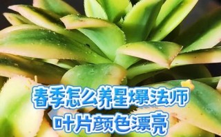 法师叶子卷曲的原因与处理方法剖析（寻找法师叶子卷曲的神秘因素，解决法师叶子卷曲问题的有效方法）