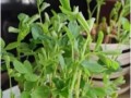 花生发芽长叶全过程详解（从发芽前到结果成熟，一步步掌握关键要点）