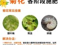 九菊花的种植技巧与注意事项（打造美丽花园的秘密武器——九菊花种植全攻略）