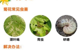 九菊花的种植技巧与注意事项（打造美丽花园的秘密武器——九菊花种植全攻略）