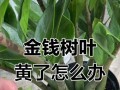 金钱树黄叶问题解决方法（保养技巧让你的金钱树长青）