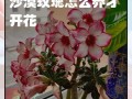如何在水中养殖玫瑰花（水中养殖玫瑰花的关键技巧及注意事项）