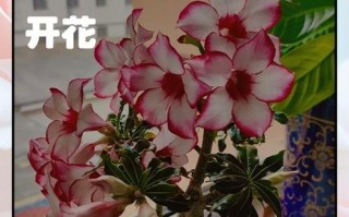 如何在水中养殖玫瑰花（水中养殖玫瑰花的关键技巧及注意事项）