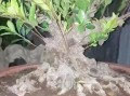 台湾虎皮榕的养护指南（打造健康美丽的台湾虎皮榕，从养护开始）