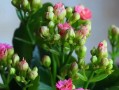 如何养护多肉植物，让它们长寿开花（多肉植物养护技巧与要点）