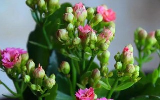 如何养护多肉植物，让它们长寿开花（多肉植物养护技巧与要点）