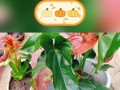 以红运当头花的管理之道（掌握关键技巧，实现繁花似锦）