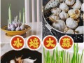 水培大蒜水发黄的原因及解决方法（水培大蒜黄化的关键原因和正确养护措施）