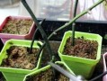 以丝袜蝴蝶兰花叶为主题的创意手工艺品制作方法（美丽独特的丝袜蝴蝶兰，用花叶做手工艺品吧！）