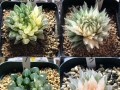 玉露种植全攻略（从零开始，轻松栽培玉露的秘诀）