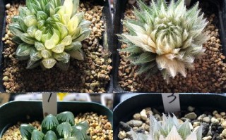 玉露种植全攻略（从零开始，轻松栽培玉露的秘诀）
