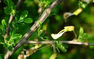 锦鸡儿新叶为何变黄？（探究锦鸡儿新叶黄化原因及应对方法）