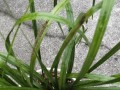 兰花叶片黑斑问题探究（黑斑形成原因及预防措施解析）
