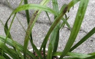 兰花叶片黑斑问题探究（黑斑形成原因及预防措施解析）