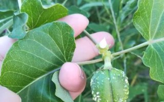 了解攀缘茎植物的秘密，打造绿色家园（了解攀缘茎植物的秘密，打造绿色家园）