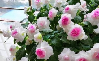 非洲凤仙花的生命周期（多年生还是一年生？——揭秘非洲凤仙花的生长特点）