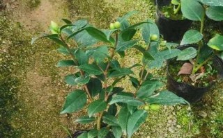 以茶花土为主题的独特韵味（探索茶花土的历史渊源与艺术表达）