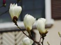 白玉兰的花语与代表意义（探秘白玉兰在文化中的深刻寓意）