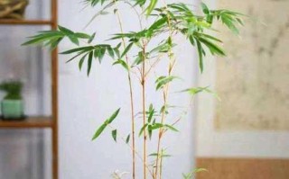 冬天养殖观音竹的方法与注意事项（保暖、浇水、光照是关键，让观音竹在寒冷的冬天健康茁壮成长）
