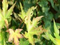 五角枫的花开大事记：品读五角枫的秘密花语