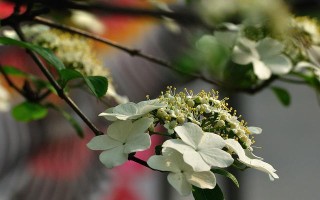 扬州市花琼花的象征与寓意（探寻扬州市花琼花的历史和文化内涵）