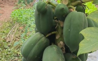 种植木瓜树，须知这些！（掌握木瓜树的生长特点和病虫防治，才能取得好果实！）