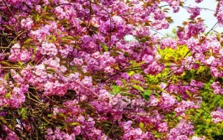 盘点粉色花树，让春天更美好（15种美丽的粉色花树，不容错过）