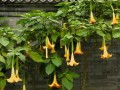曼陀罗花在室内养护的适宜性分析