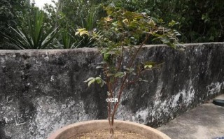 嘉宝果树适合种植的地方（了解嘉宝果树的适应环境，打造优质果园）