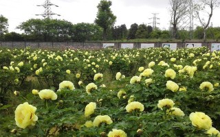 金鱼花（探究金鱼花的外貌和特点）