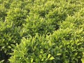如何正确浇水非洲茉莉（春夏秋冬四季需注意的细节）