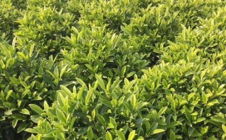 如何正确浇水非洲茉莉（春夏秋冬四季需注意的细节）