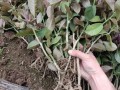 青叶麒麟（探秘青叶麒麟的惊人生长速度，一年能长多少？）