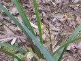 野生兰草的保护与重建（保护植物，共建美好家园）